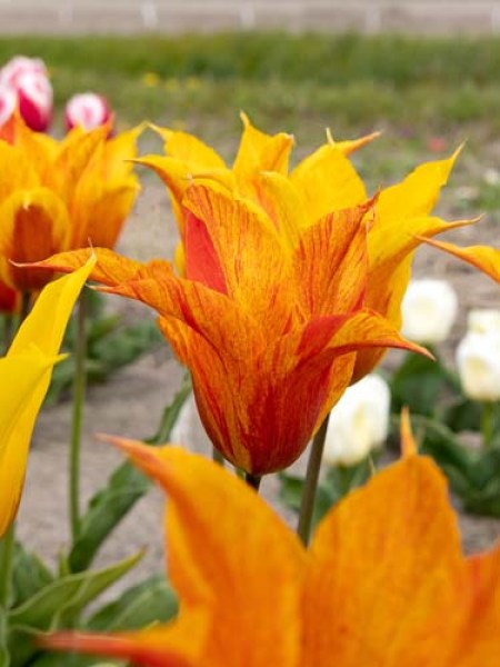 Tulipa Leliebloemig Vendee Globe